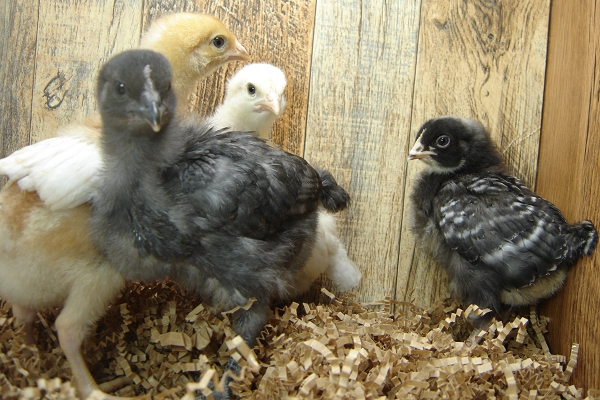 4 Pullet Chicks Week 2 - Steel Blue, Gold Comet, Amber White & Barred Rock